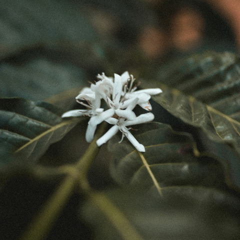 A cluster of small white flowers, each with five thin petals, against dark green leaves of a coffee tree. Photo Credit to Alexandre Trouve